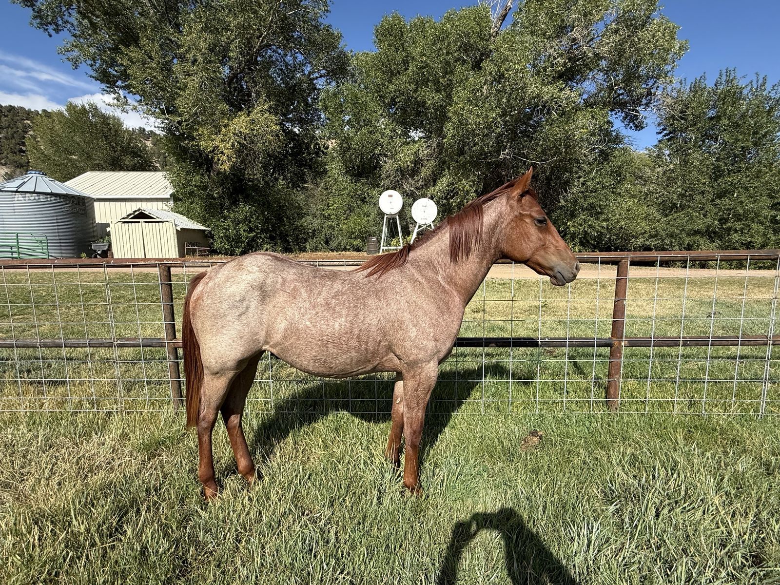 AQHA Register Red Roan Stud 2yr Old