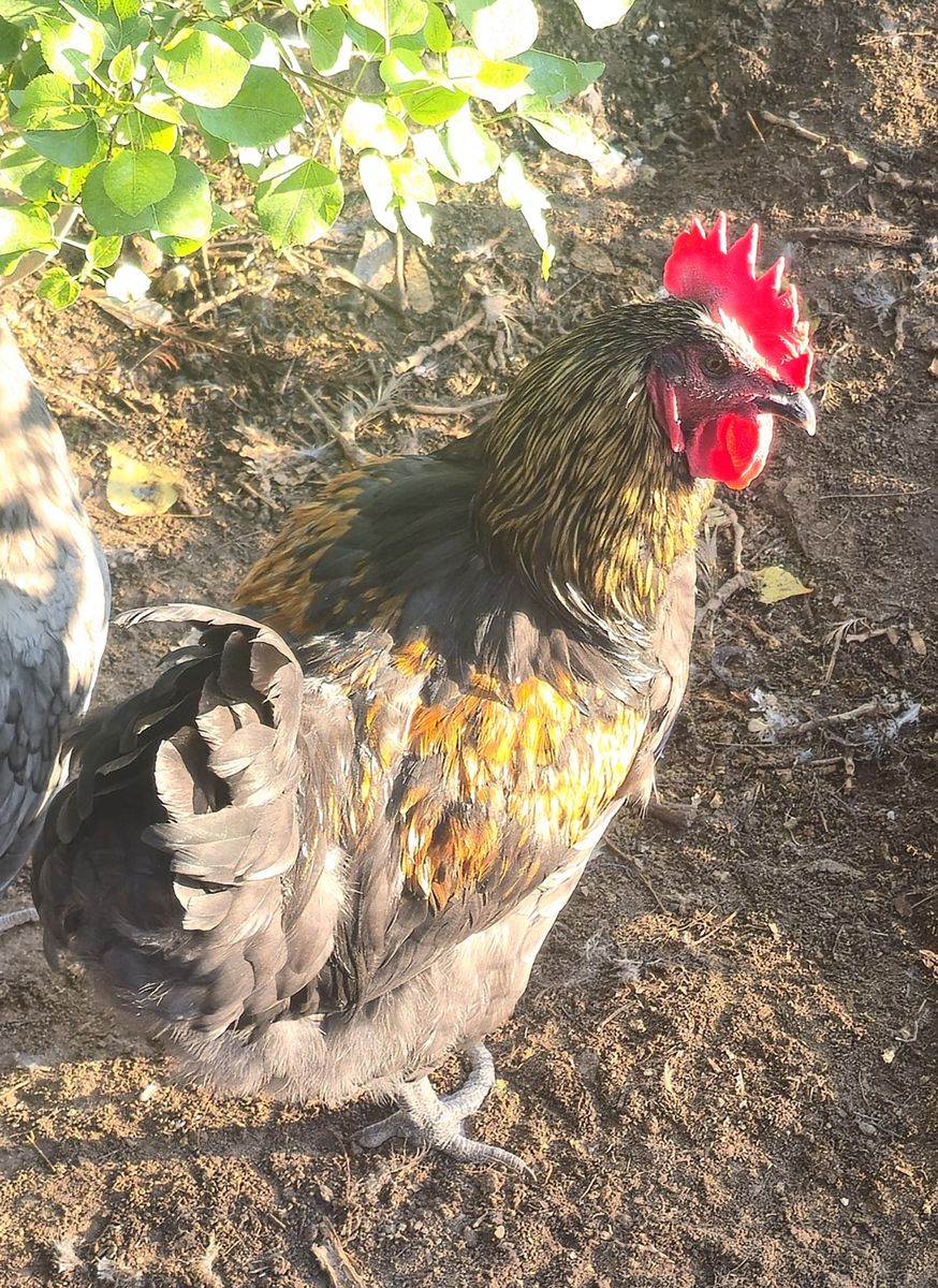 Free rooster