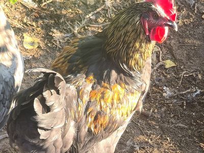 Free rooster