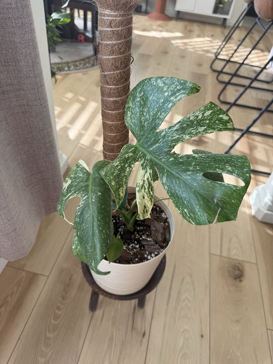 White Monster Monstera