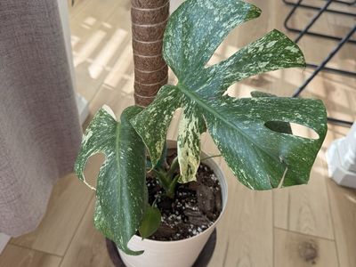 White Monster Monstera