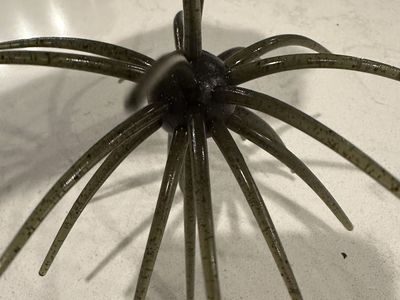 Urchin bait