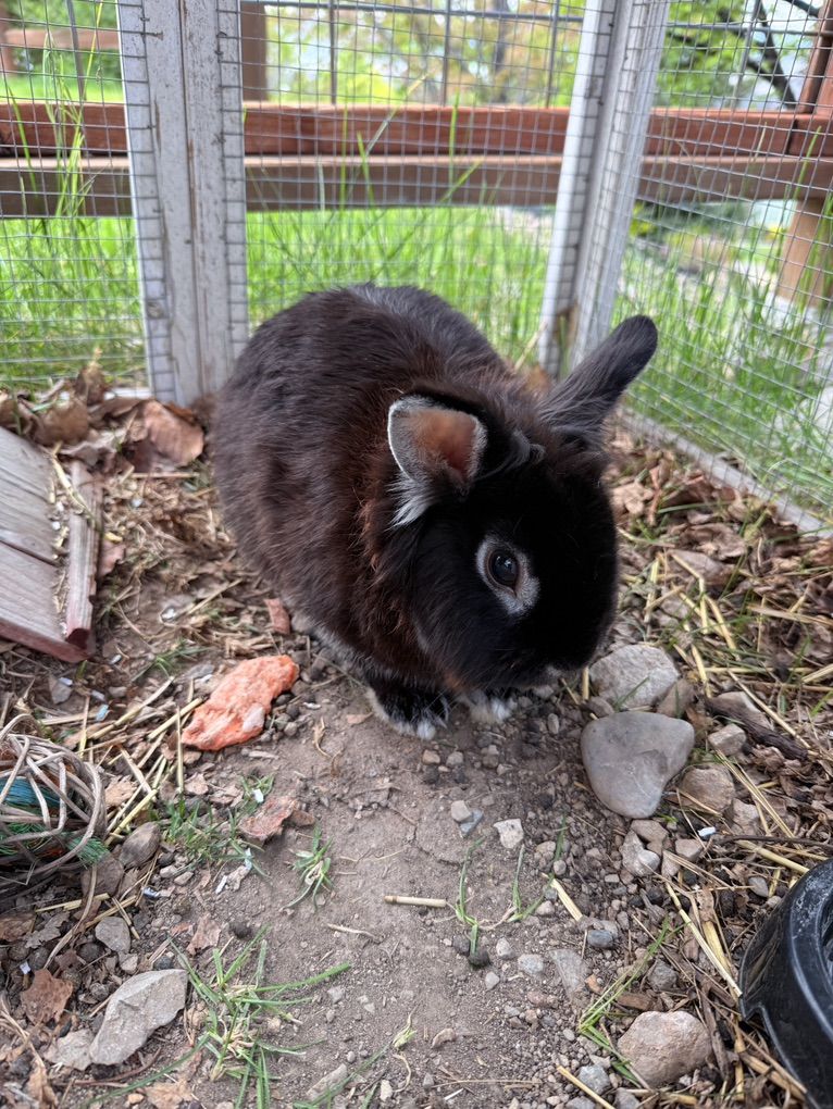 Lionhead Bunny