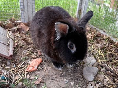 Lionhead Bunny