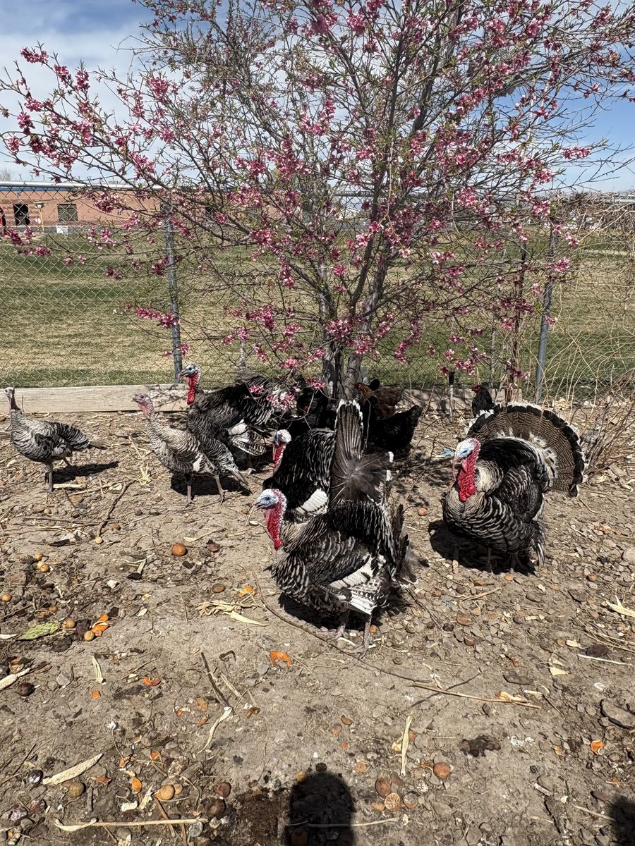 Turkeys, Chicks & Guinea Fowl