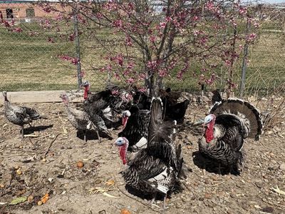 Turkeys, Chicks & Guinea Fowl