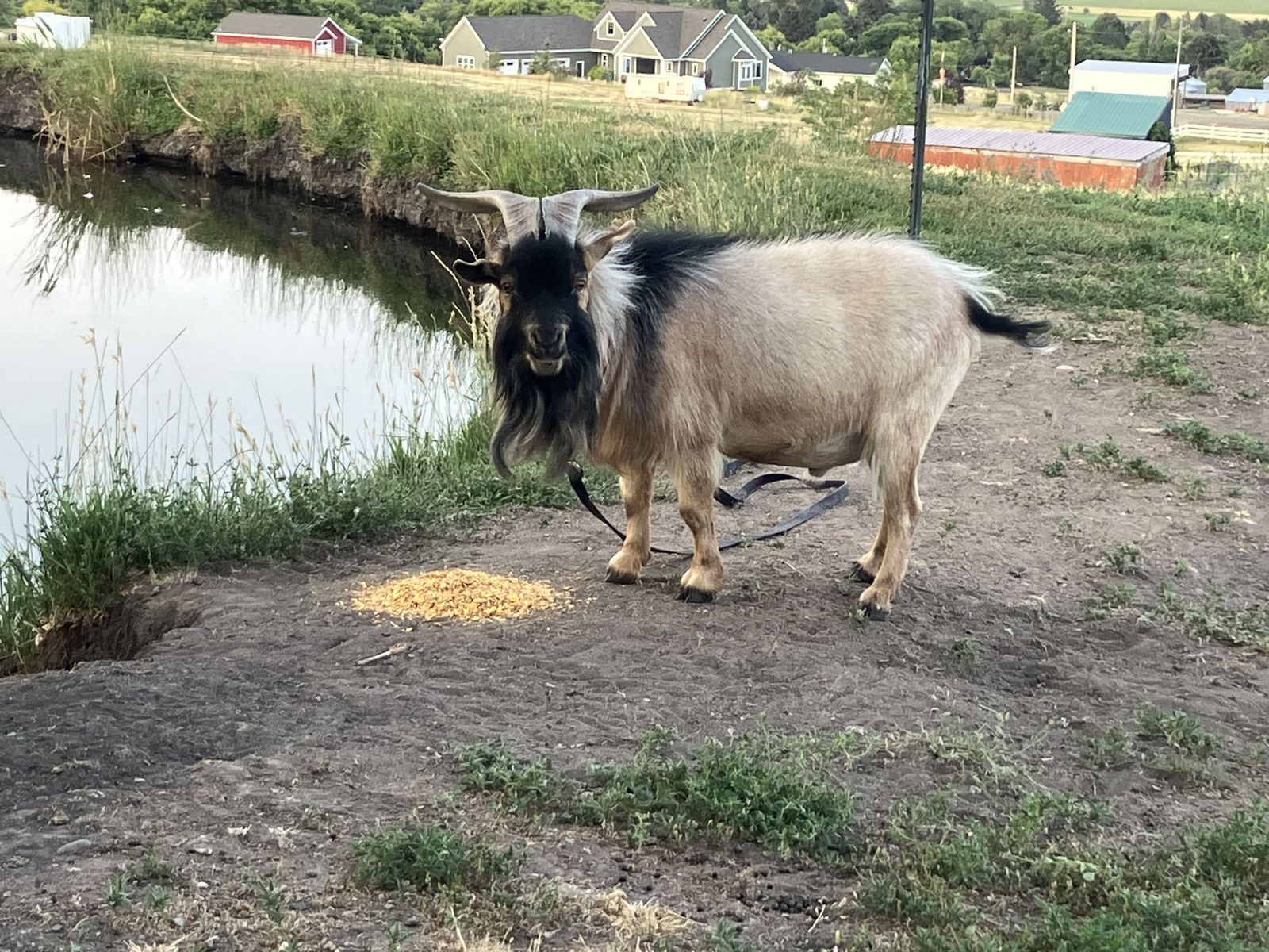 Nigerian billy goats for stud