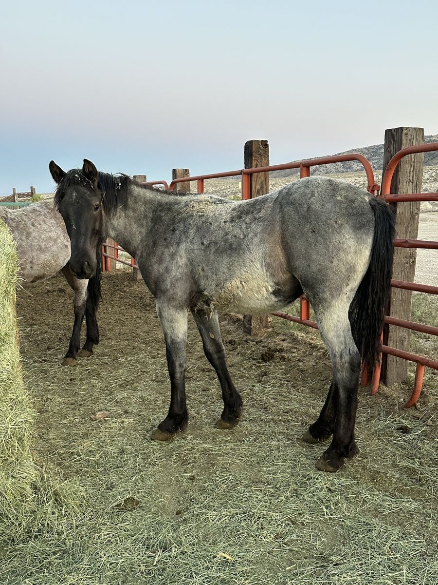 3/8 Draft Yearling Colt