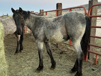 3/8 Draft Yearling Colt