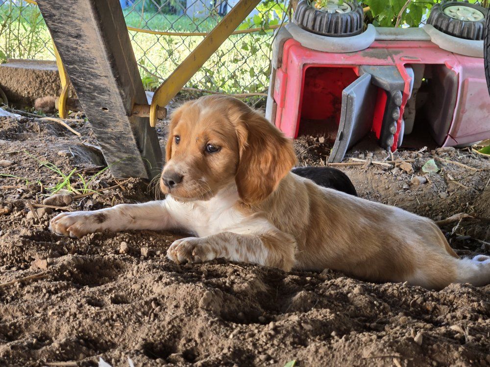 Brittany Puppy
