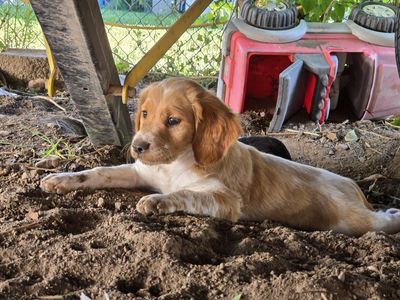 Brittany Puppy