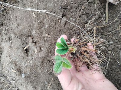 Everbearing Strawberry Plants – Sweet Fruit All Se