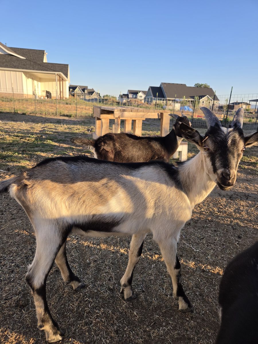 Pack goat babies