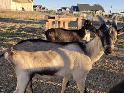 Pack goat babies