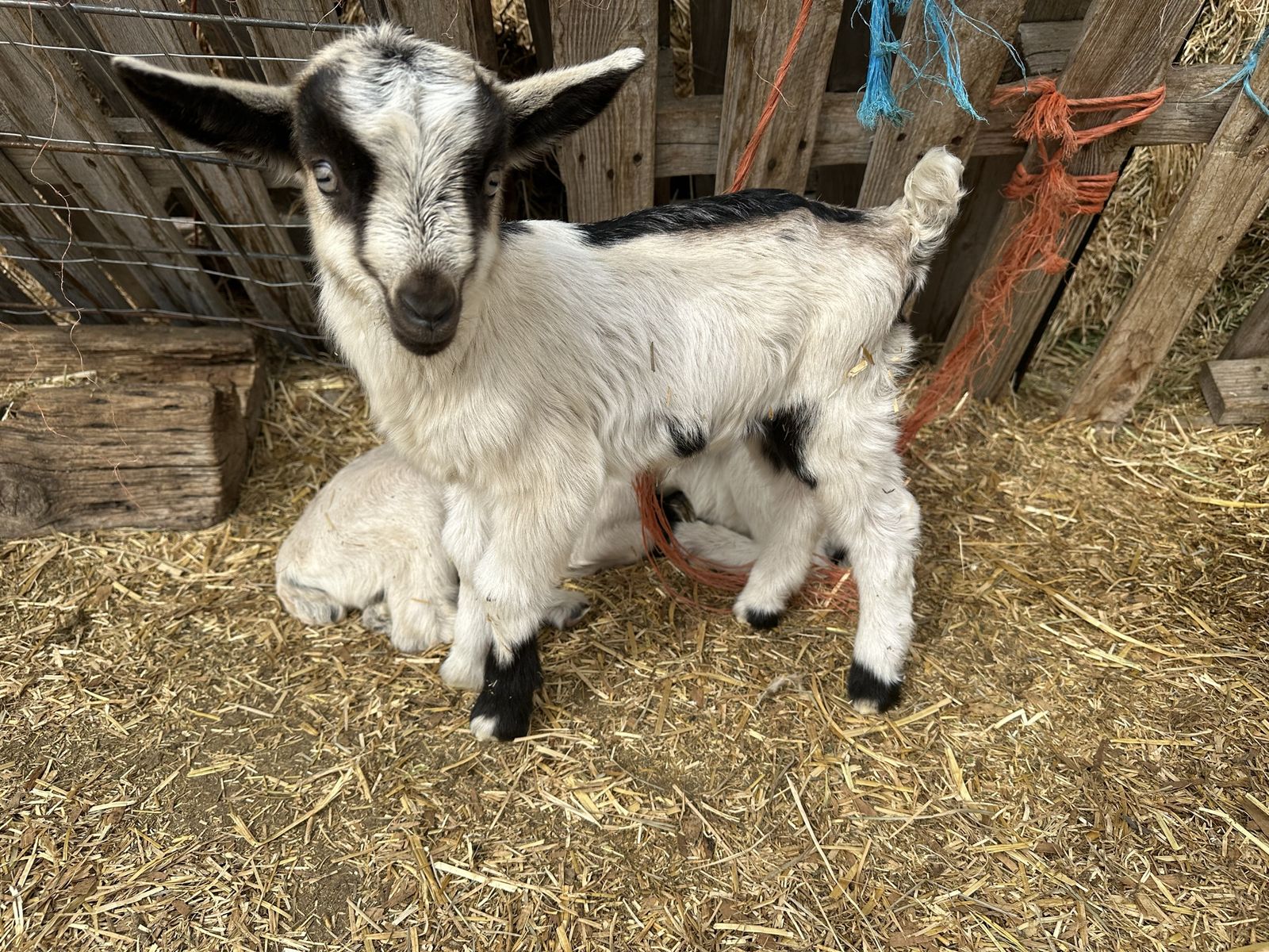 Pure bred Alpine pack goats
