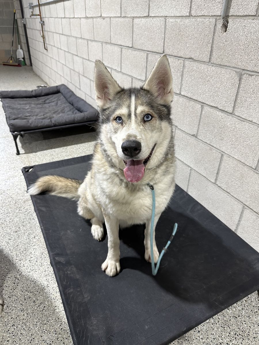 Meet Iroh