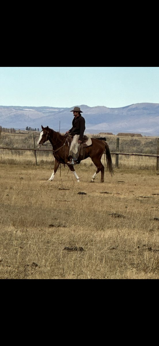 5 year old gelding