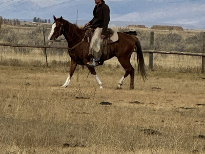 5 year old gelding