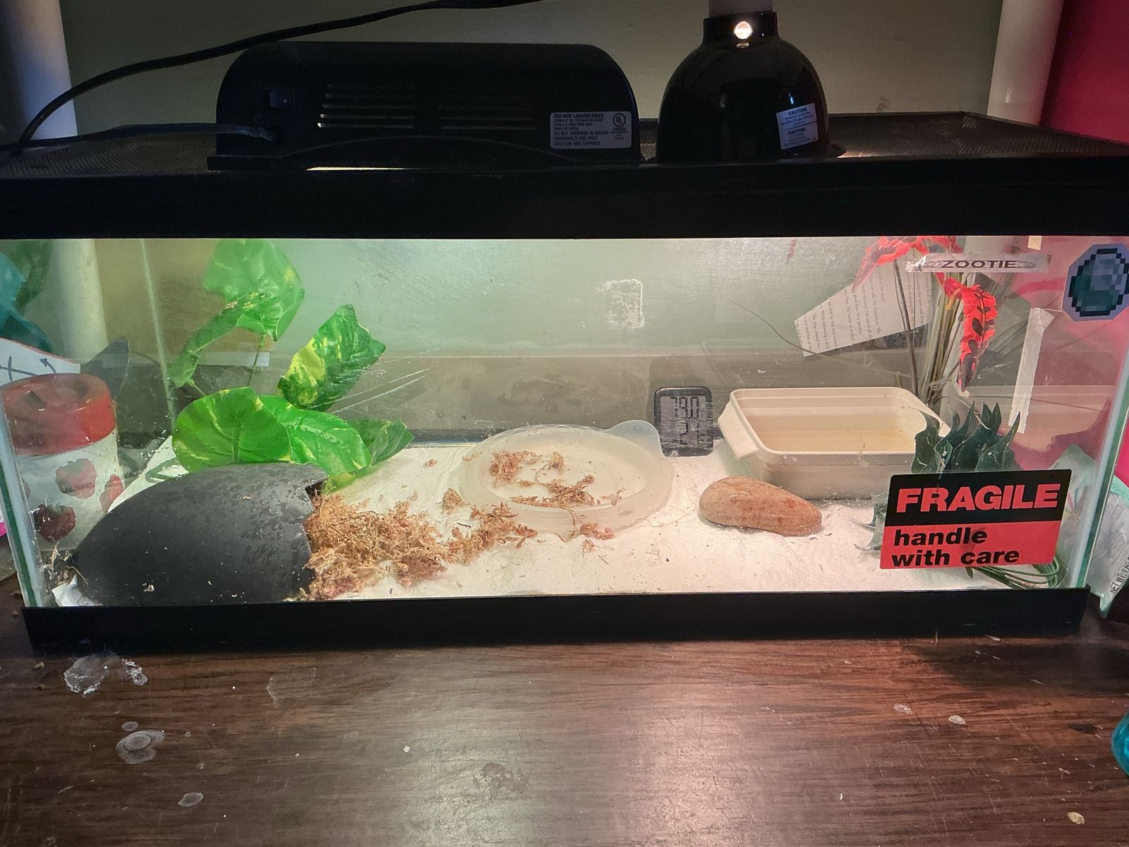 Female Pac Man Frog WITH Cage!