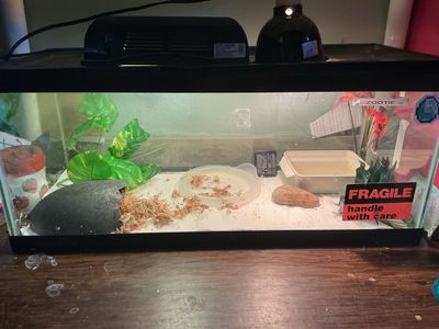 Female Pac Man Frog WITH Cage!