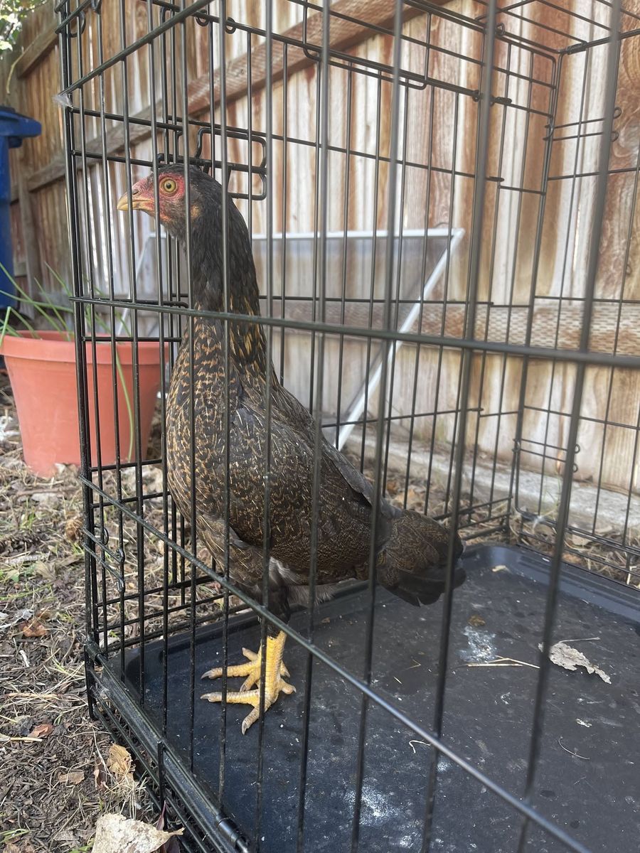 Gamefowl Asil - Free