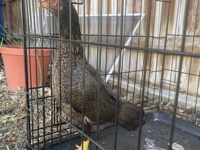Gamefowl Asil - Free