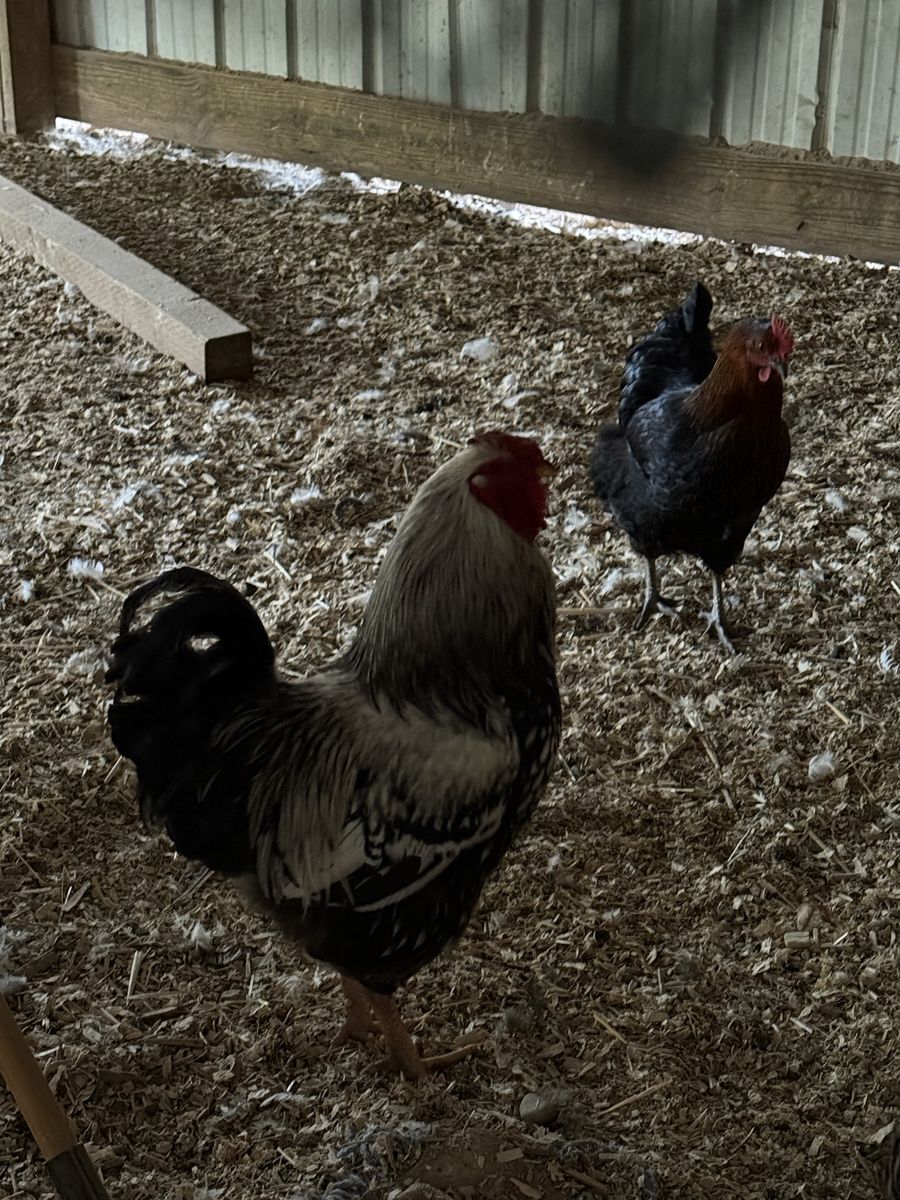 Free Rooster
