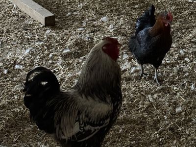 Free Rooster