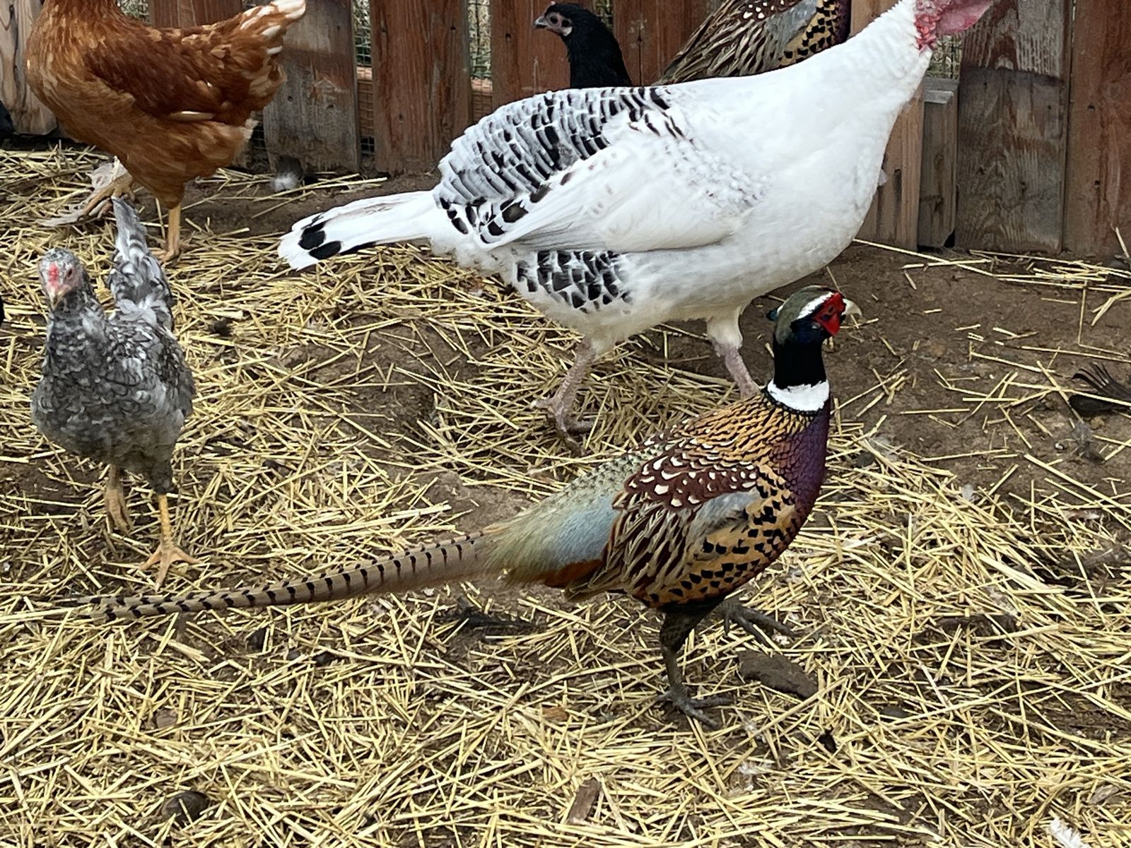 Hen Turkey -Royal Palm