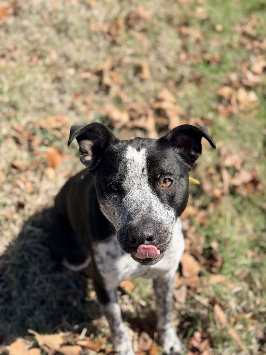 Peter- off leash trained rescue dog