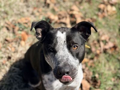 Peter- off leash trained rescue dog