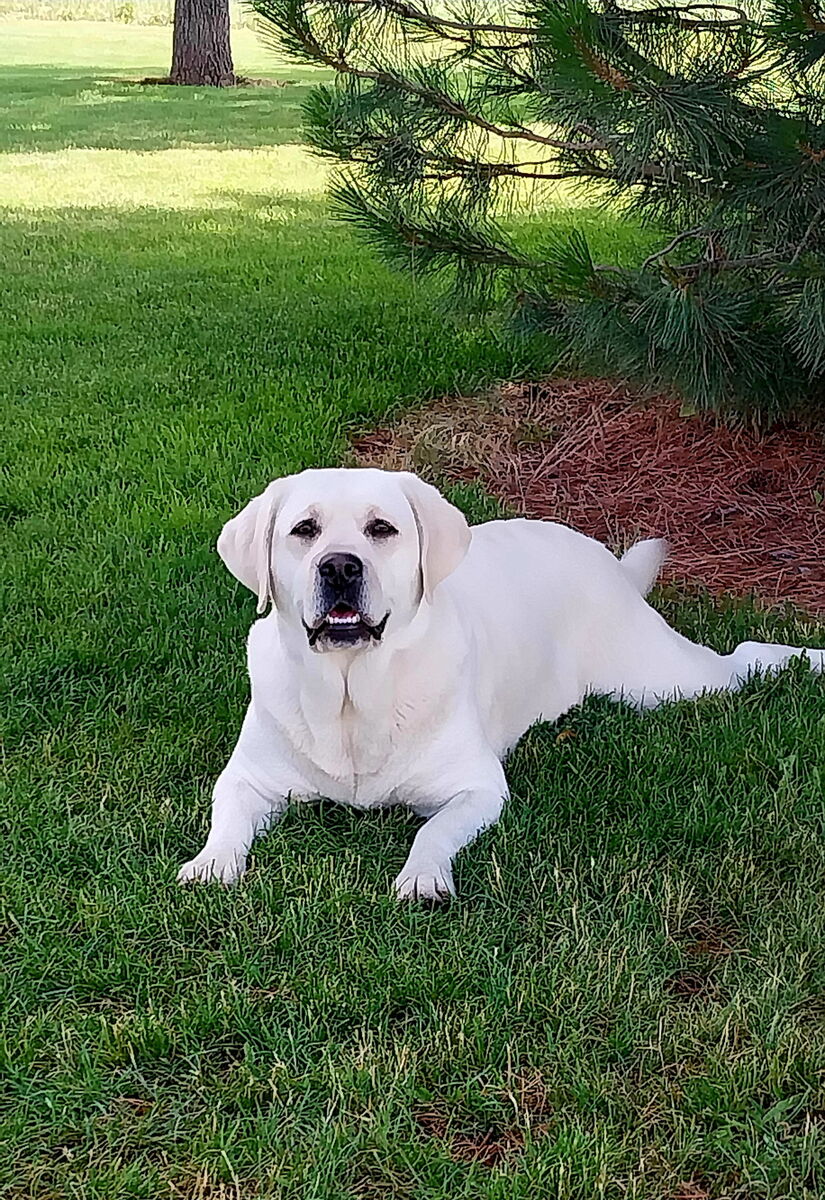 AKC English Bloodline Labradors