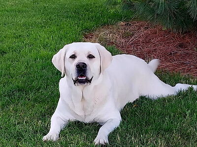 AKC English Bloodline Labradors