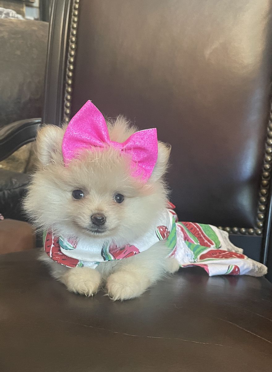 AKC Teeny Teacup Pomeranian Puppies