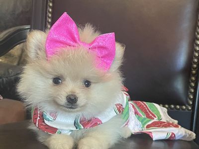 AKC Teeny Teacup Pomeranian Puppies