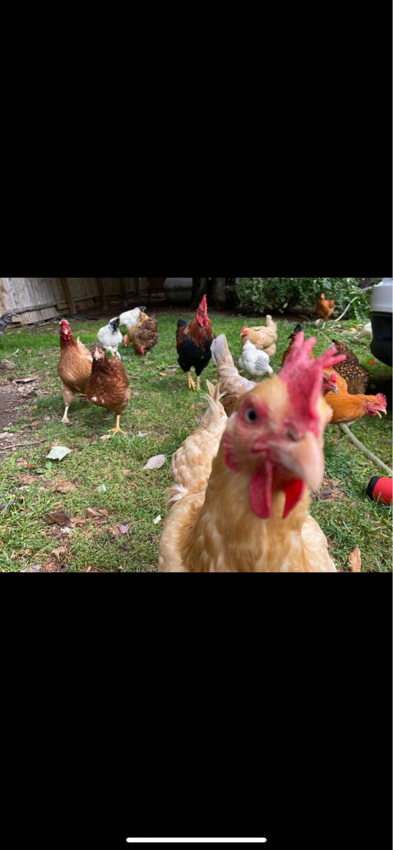 Looking for hens
