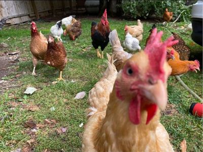 Looking for hens