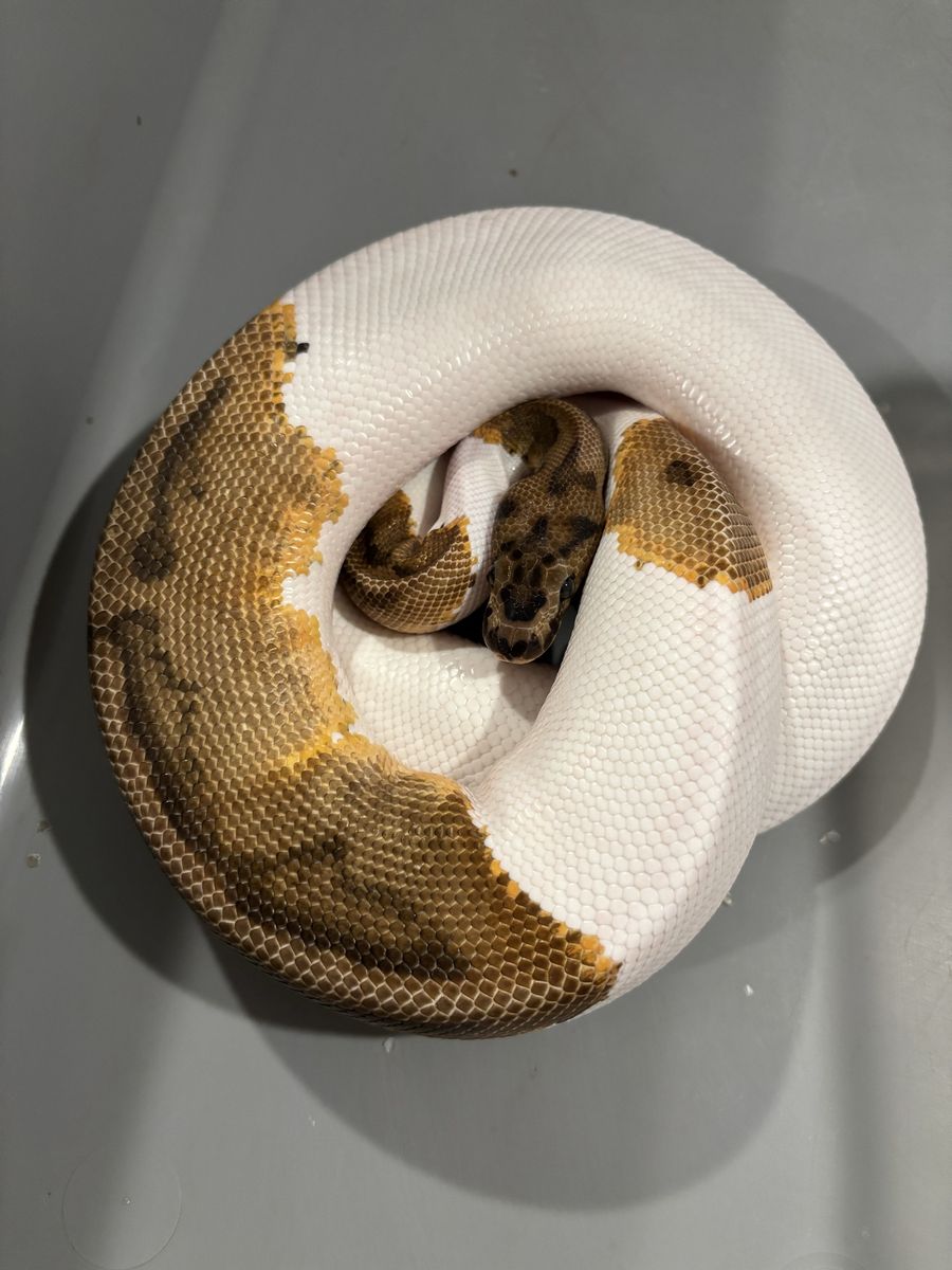 Ball python breeding collection