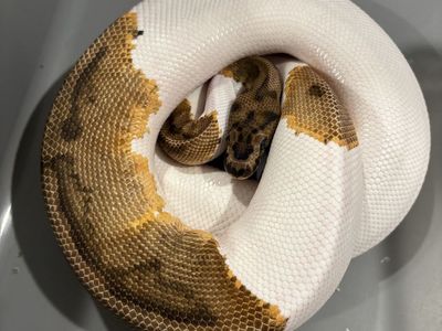 Ball python breeding collection