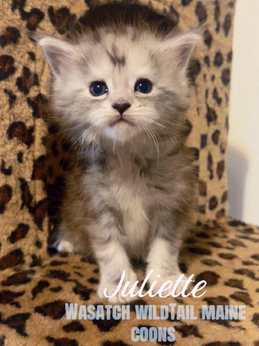 Female European Maine Coon Kitten