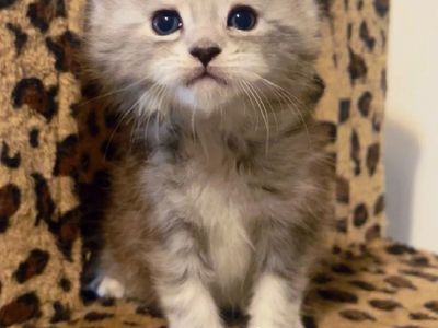 Female European Maine Coon Kitten