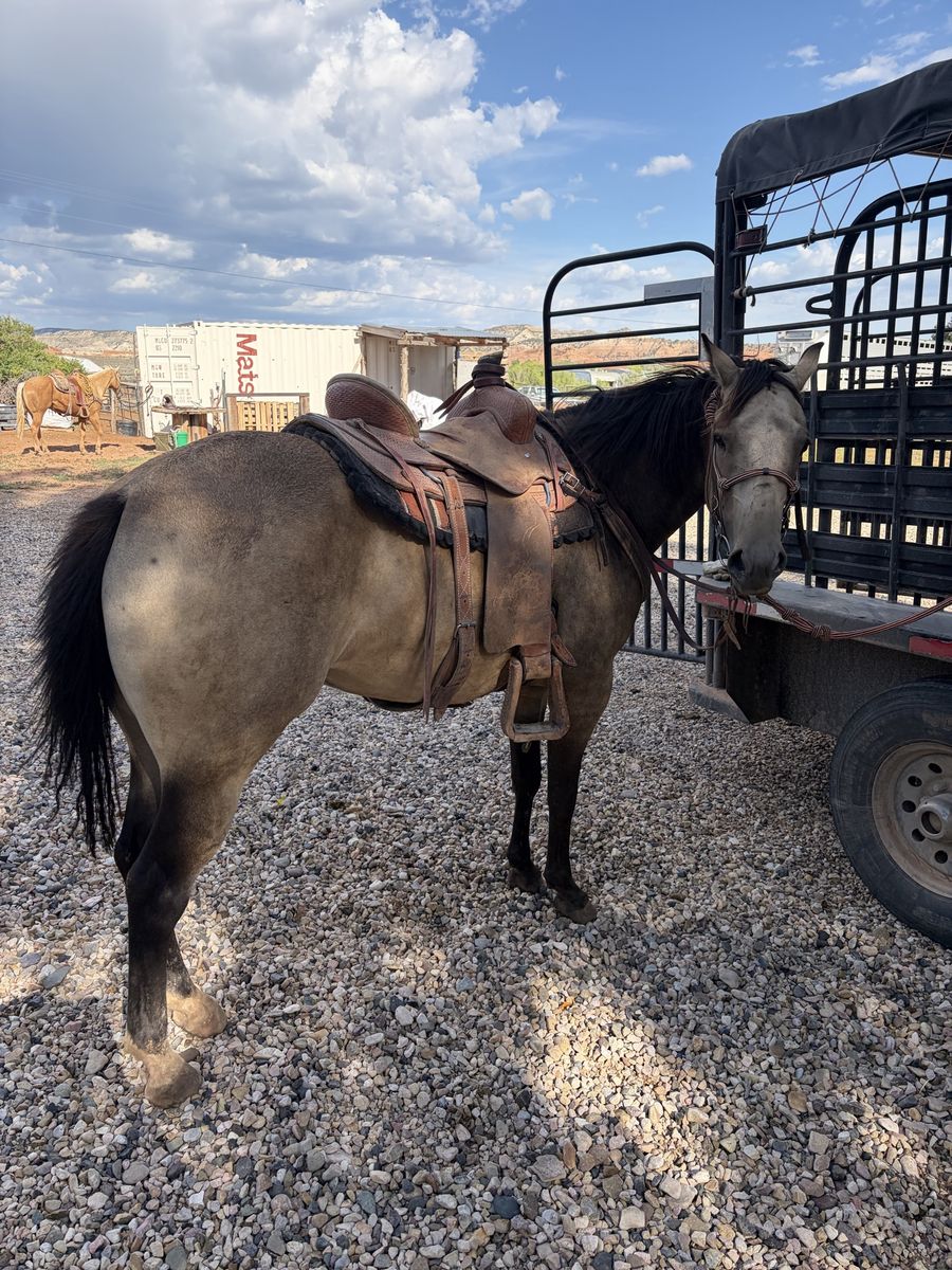 Buckskin mare