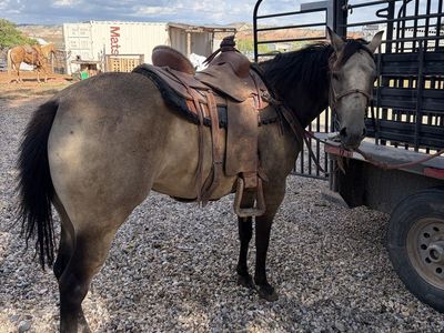 Buckskin mare