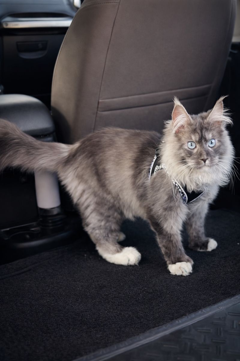 European Maine Coon  Stud Service Mainecoon