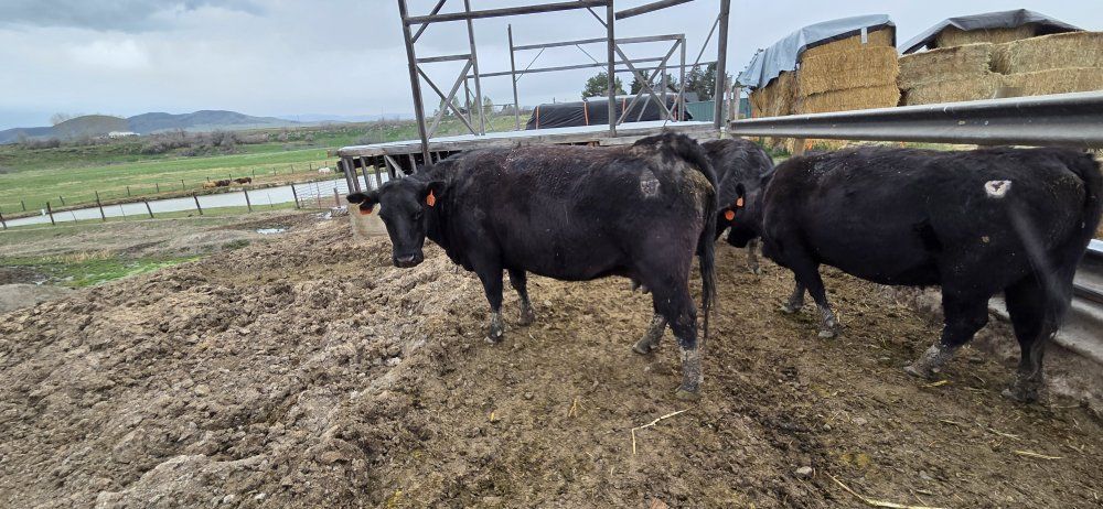 2 older ANGUS cows available for beef
