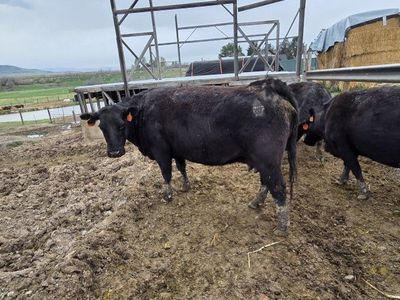 2 older ANGUS cows available for beef