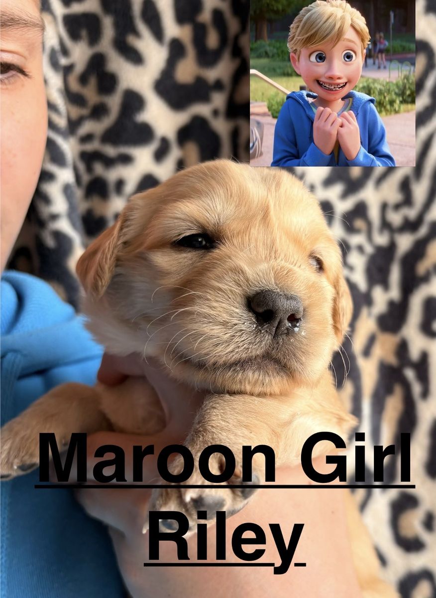 Golden Retriever Puppy Guardian Home Availbe