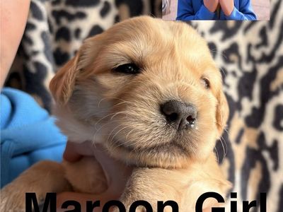 Golden Retriever Puppy Guardian Home Availbe