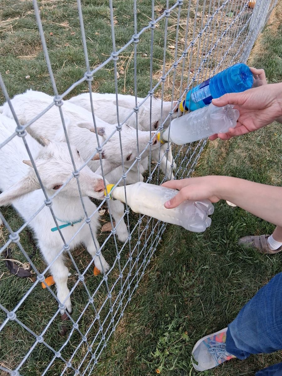 Saanen goats for sale