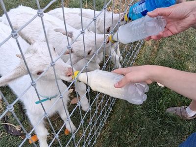 Saanen goats for sale